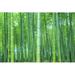 Bay Isle Home™ Loden Bamboo 2 by - Wrapped Canvas Photograph Canvas in Green | 12 H x 18 W x 1.25 D in | Wayfair BFCD79644BB34F1C9DF9216BD4D587DF