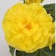 Begonia F1 Nonstop Yellow, Approx. 10 seeds (pellets)