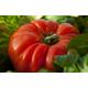 Tomato Super Marmande approx, x25 seeds