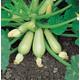 COURGETTE Clarion F1 x10 seeds Vegetable Seed
