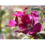 Wekiva Foliage LLC Clematis Sunset - 4 Inch Growers Pot - Starter Plant for Garden - Deep Red & Pink Flowering Vine | 8 H x 4 D in | Wayfair