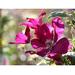 Wekiva Foliage LLC Clematis Sunset - 4 Inch Growers Pot - Starter Plant for Garden - Deep Red & Pink Flowering Vine | 8 H x 4 D in | Wayfair