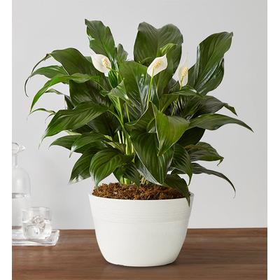 1-800-Flowers Plant Delivery Calming Peace Lily Plant Medium Tabletop