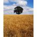Posterazzi Ireland Barley Field with Oak Tree Poster Print - 26 x 32 - Large