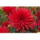 Red Dahlia Berger's Record (Cactus Flowering Type) Tubers To Plant (Free UK Postage)