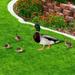 Bobasndm 5Pcs Duck Garden Figures Decoration Garden Duck Decoration Funny Garden Duck Family Ornament Duck Garden Statue Outdoor Garden Animal Figure Duck Garden Stake