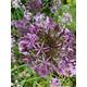 20 x Ornamental Allium Mix (Bulbs) (to Plant Yourself)