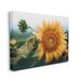 Stupell Industries Au-787-Canvas Evening Sunflower On Canvas by Erin Marie Photograph Canvas in Green/Orange | 24 H x 30 W x 1.5 D in | Wayfair