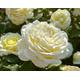 The Diamond Wedding Rose - Scented Ivory Blooms - Hybrid Tea - 4ltr Potted Rose