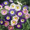 Convolvulus Seeds, 10000 Seeds Tricolor Mix Strophocaulos Small, Morning Glory, Ukrainian Organic Sw796