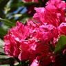 Rhododendron &8220Nova Zembla&8221 - ø 22 cm