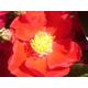 Rosa 'Red Velvet' Flower Carpet Rose - Trusses of Deep Red Single Blooms - Ground Cover Potted Rose