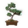 Pino - 52 cm - Pinus Pentaphylla