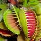 Carnivorous Dionea Tropical Indoor Plant - Venus Fly Trap