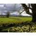 Posterazzi Slievenamon Ardsallagh Co Tipperary Ireland Poster Print by The Irish Image Collection - 16 x 12