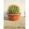 PIANTA DI ECHINOCACTUS GRUSONII cuscino della suocera cactus grasse