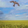 Vögel Erschrecken Hawk Fliegen Kite Simulierte Hawk Erschrecken Wind Power Taube Scarer Gerät für