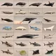 Meer Welt Mini Fische Modell Great White Shark Blau Whale Beluga Spermien Wal Delphin Manta Rays