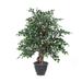 Vickerman 688724 - 4' Mini Ficus Extra Full in Gray Pot (TXX4240-RG) Home Office Bushes