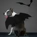 Pet Halloween Wing Halloween Fake Bat Wing Felt Wing Pet Supply for Dog Cat (Small Size)