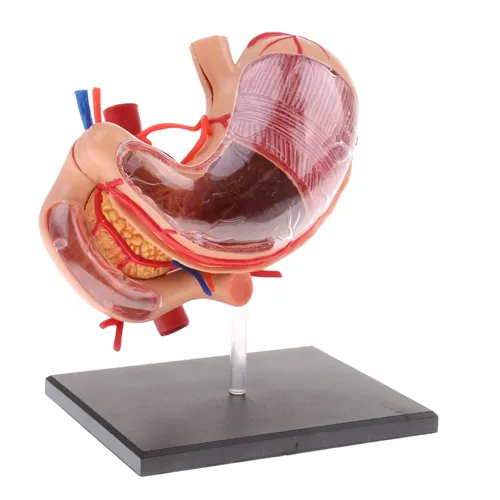 2:3 menschlichen Magen & Bauchspeicheldrüse Organe Medizin Anatomisches Modell Anatomie Wissenschaft