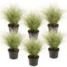 Plant In A Box - Carex 'Brume amazonienne' - Set de 6 - Pot 10,5 - Hauteur 15-25cm