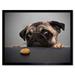 Animal Portrait Protograph Cute Pug Funny Pet Dog Looking at Bisquit Treat Picture Art Print Framed Poster Wall Decor 12x16 inch