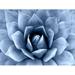 Succulent Indigo II Poster Print by Mia Jensen (24 x 18) # MJ114278