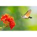 Gracie Oaks Hummingbird Hawk-Moth Flying To A Lantana Flower On Canvas Photograph Canvas in Green/Red | 20 H x 30 W x 1.25 D in | Wayfair