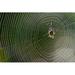 Ebern Designs Zehira Spider On A Web On Canvas Photograph Canvas in White | 24 H x 36 W x 1.25 D in | Wayfair C348A7648CF342B280D2E8DC3A01D09D