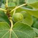 Thompson & Morgan 1 x Fig (Ficus) Carica (Green Fig) 9cm Pot