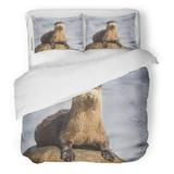 KXMDXA 3 Piece Bedding Set North American River Otter Lontra Canadensis on Rock in Qualicum Beach British Twin Size Duvet Cover with 2 Pillowcase for Home Bedding Room Decoration