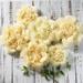 6 Pack Cream & Ivory Assorted Size Giant Paper Peony Flowers Decor For Centerpieces Arrangement Party - 7 | 9 | 11