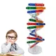 Kit de modélisme pour enfants modèle de génies humaines pour la Science biologique à monter