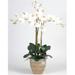 Nearly Natural Triple Stem Phalaenopsis Silk Orchid Arrangement - Cream - 27in.