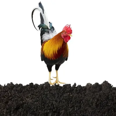 Sculpture de jardin en acrylique décor de coq statue d'animal décor de jardin statue de jardin