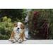 Hi-Line Gift Ltd. Sitting Sleepy Bulldog Puppy Statue in Brown/White | 11.02" H x 10.04" W x 10.04" D | Wayfair 87710-F-M