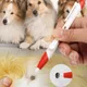 Haustier Bug fangen Stift Anti Hund Zecken und Flöhe Floh Zecke Pinzette Clip Entferner Kaninchen