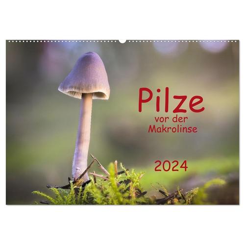 Pilze Vor Der Makrolinse 2024 (Wandkalender 2024 Din A2 Quer), Calvendo Monatskalender