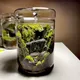 Micro Landscape Glass Bottles Creativity Dew Collection Glass Vase Succulent Moss Bansai Landscape