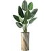 Artificial Tree In Modern Contemporary Planter Fake Of Paradise Silk Tree For Indoor And Outdoor Home Decoration - 67 Overall Tall (Plant Plus Tree)