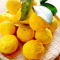 Lime Plant - Yuzu - Citrus Tree - Garden Plant - Grow Your Own - Fruit Plant - 1 x 3-Litre Potted Plant by Suttons