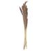 Vickerman 720080 - 39-47" Natural Pampas 24/bag (H7PMP000) Dried and Preserved Grass