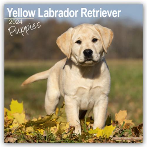 Yellow Labrador Retriever Puppies - Weiße Labradorwelpen 2024