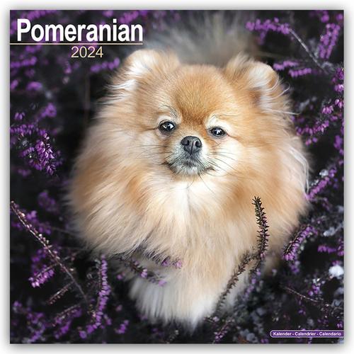 Pomeranians - Zwergspitze 2024 - 16-Monatskalender