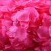 Wozhidaoke Fall Decor 200Pcs Silk Rose Petals Artificial Flower Wedding Favor Bridal Shower Aisle Vase Decor Confetti Christmas Decorations Home Decor Fake Plants Hot Pink 13*18*2 Hot Pink