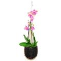 Orchid Hanging Planter Bamboo Woven 4 Inch Hanging Orchid Basket with Metal Hook Bird Nest Style Plant Hangers Small Flower Plants Planter