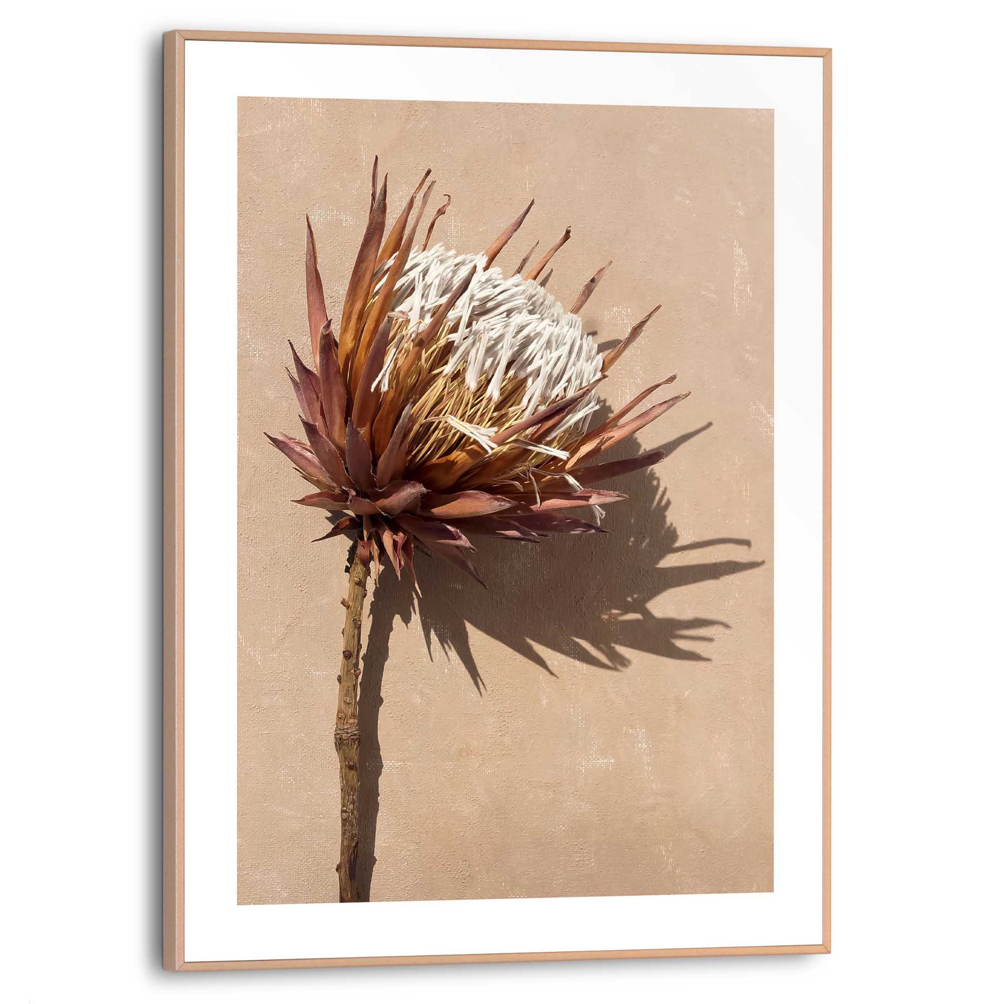 Poster REINDERS "Protea Blume", braun (farbe bild(er): braun), B:30cm H:40cm T:1,6cm, MDF, Bilder Image