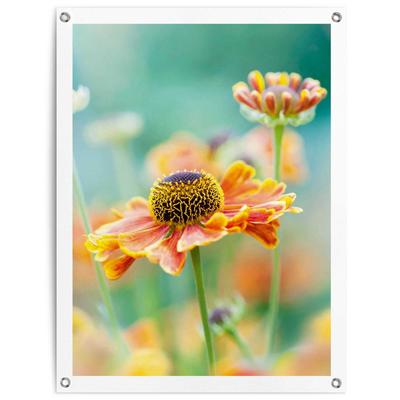 Poster REINDERS "Blume", orange (farbe bild(er): orange), B:60cm H:80cm T:0,1cm, Leinwand, Bilder, Outdoor für Garten oder Balkon