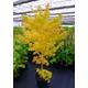 Acer Tree Japanese Yellow Maple Rare (BI-HOO) XXL 3L Pot 60cm H Delivered to your door